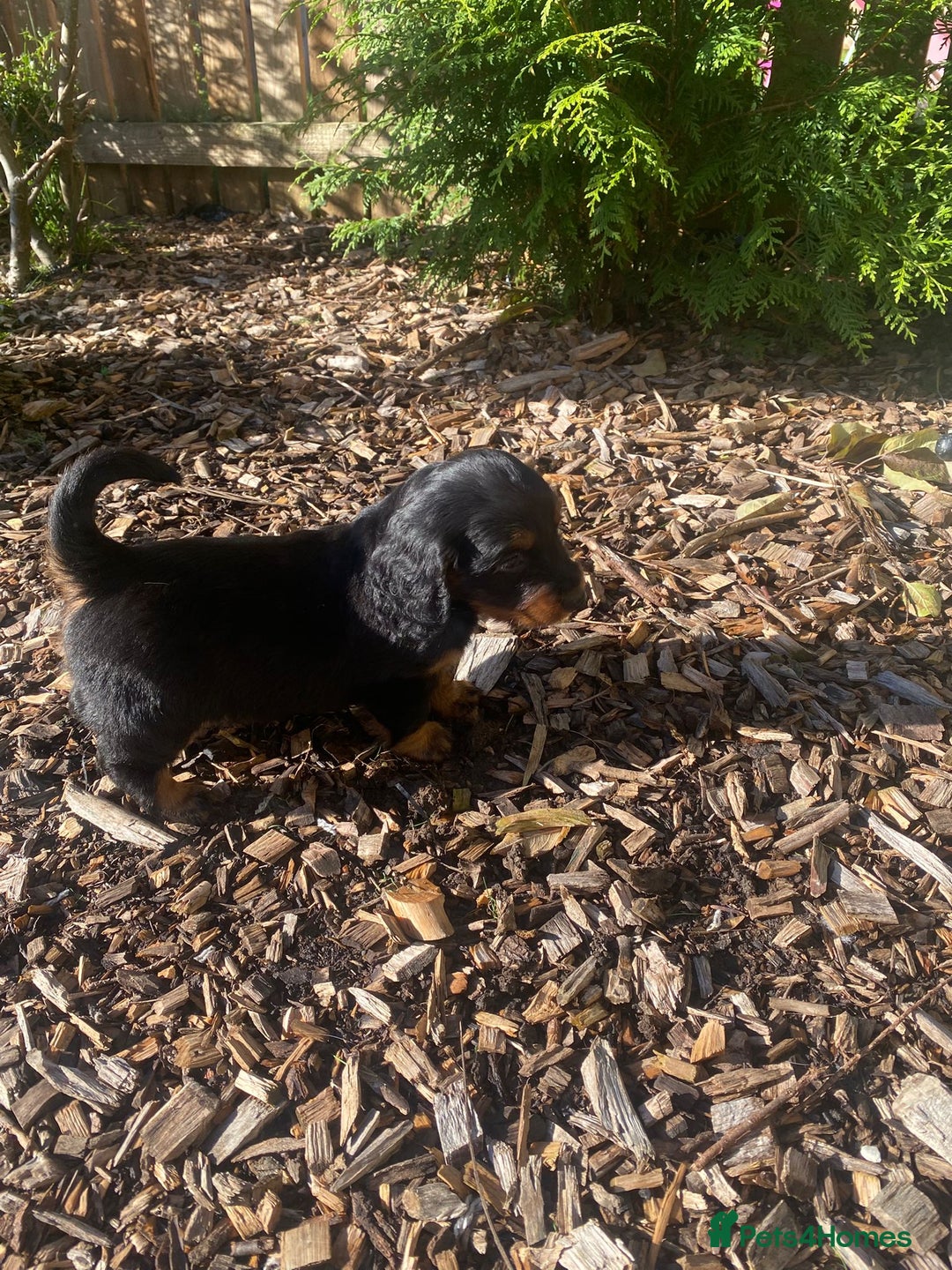 Mixed Breed dogs for sale: Daxipoo puppies - Image 4