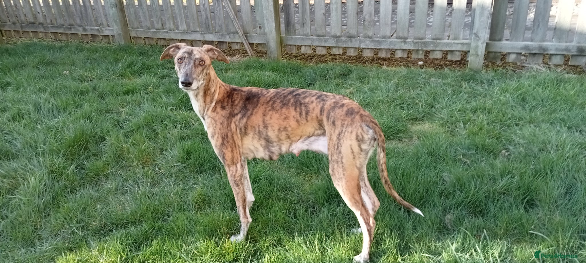 Mixed Breed dogs Lurchure pup - Advert 3