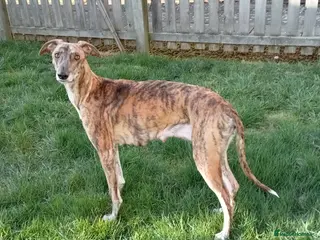 Mixed Breed dogs Lurchure pup - Advert 3