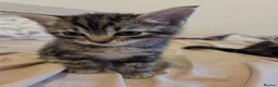 Mixed Breed cats for sale: 3 beautiful kittens  - Advert 8