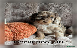 Cockapoo dogs for sale: Choc Merle F1 Cockapoo are back  - Image 5