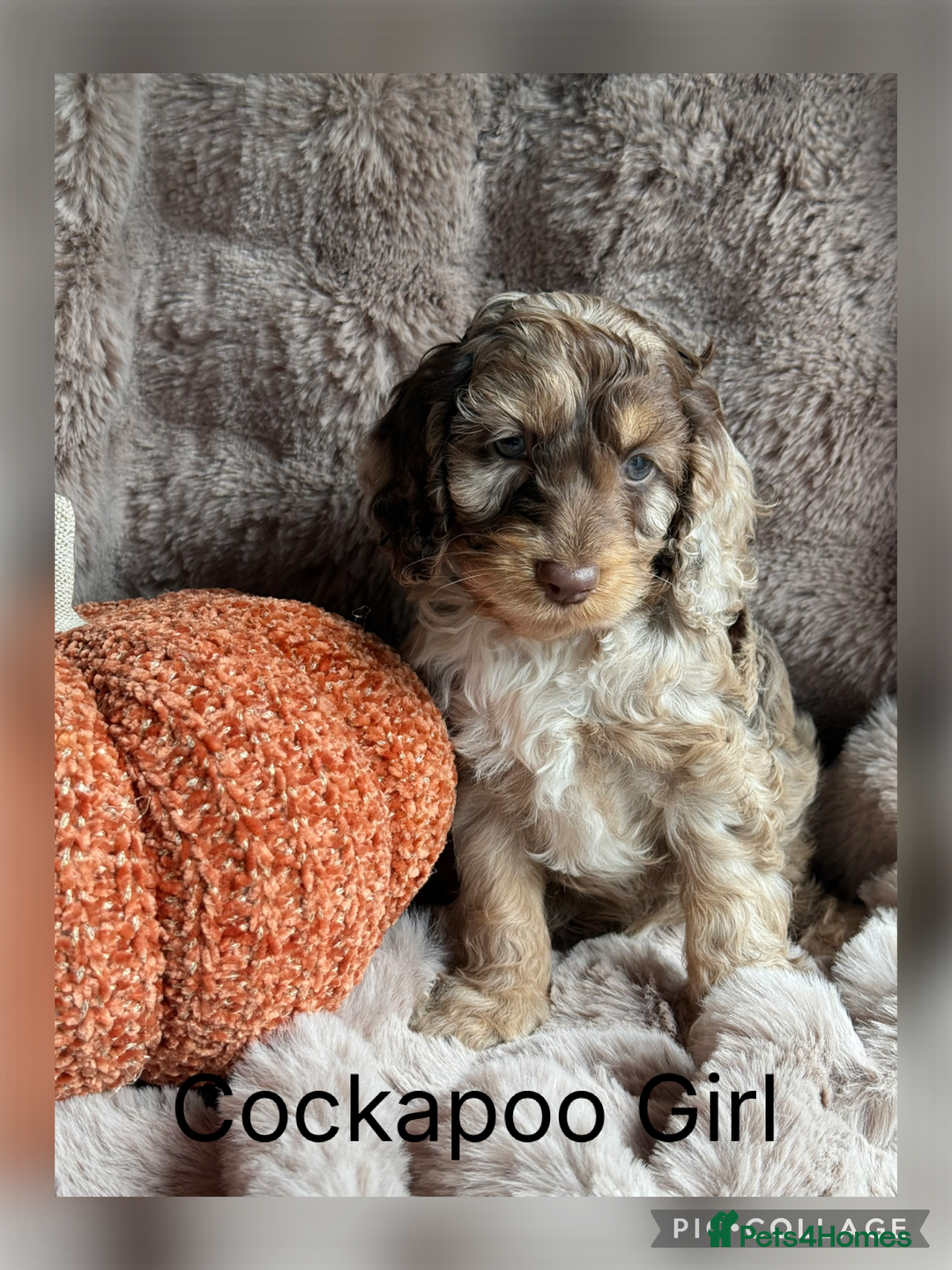 Cockapoo dogs for sale: Choc Merle F1 Cockapoo are back  - Image 5