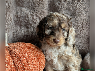 Cockapoo dogs - Advert 12