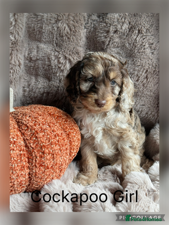 Cockapoo dogs - Advert 5