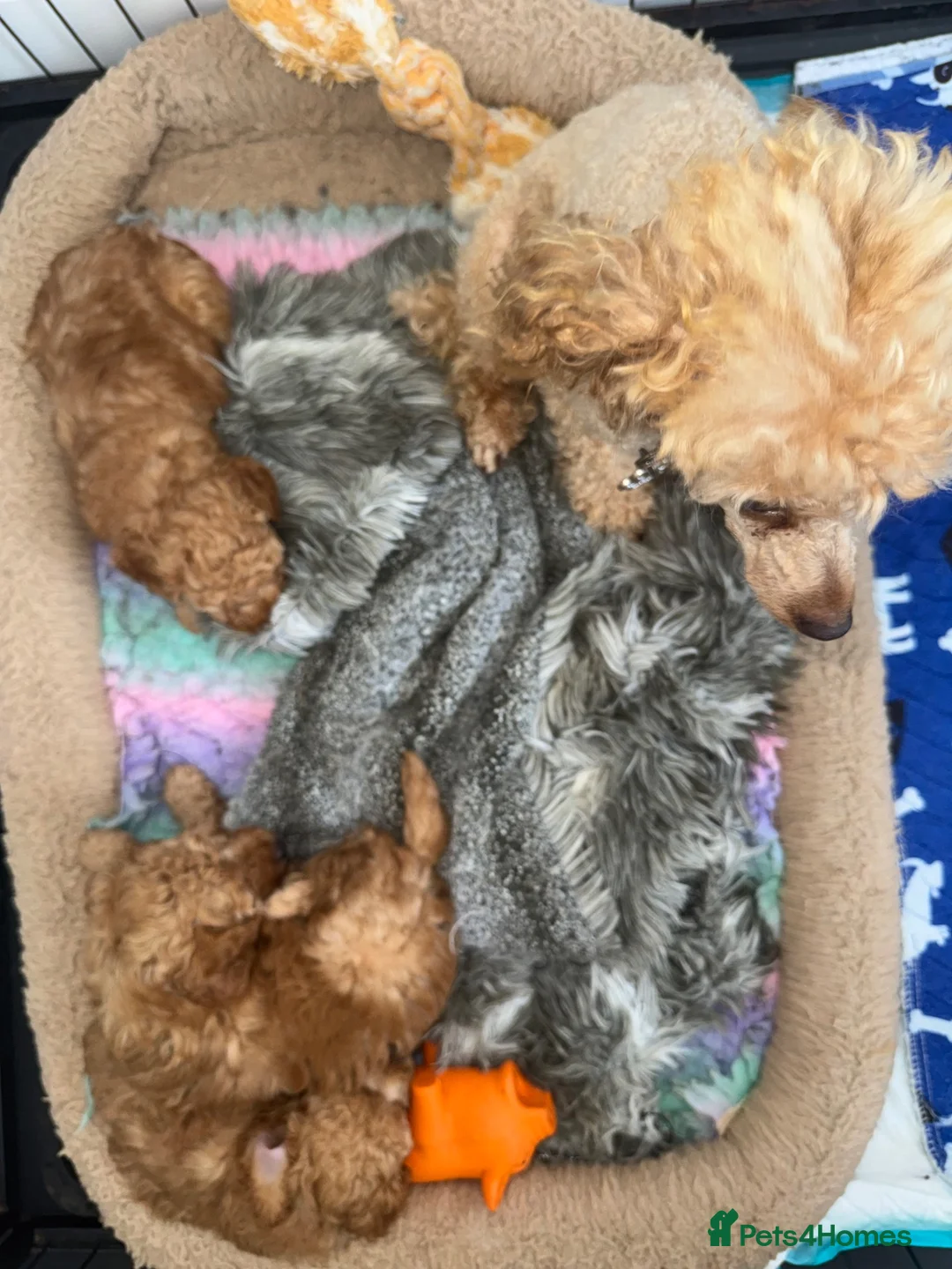Toy Poodle dogs for sale: KC registered outstanding toy boys  in Barnsley - Advert 8