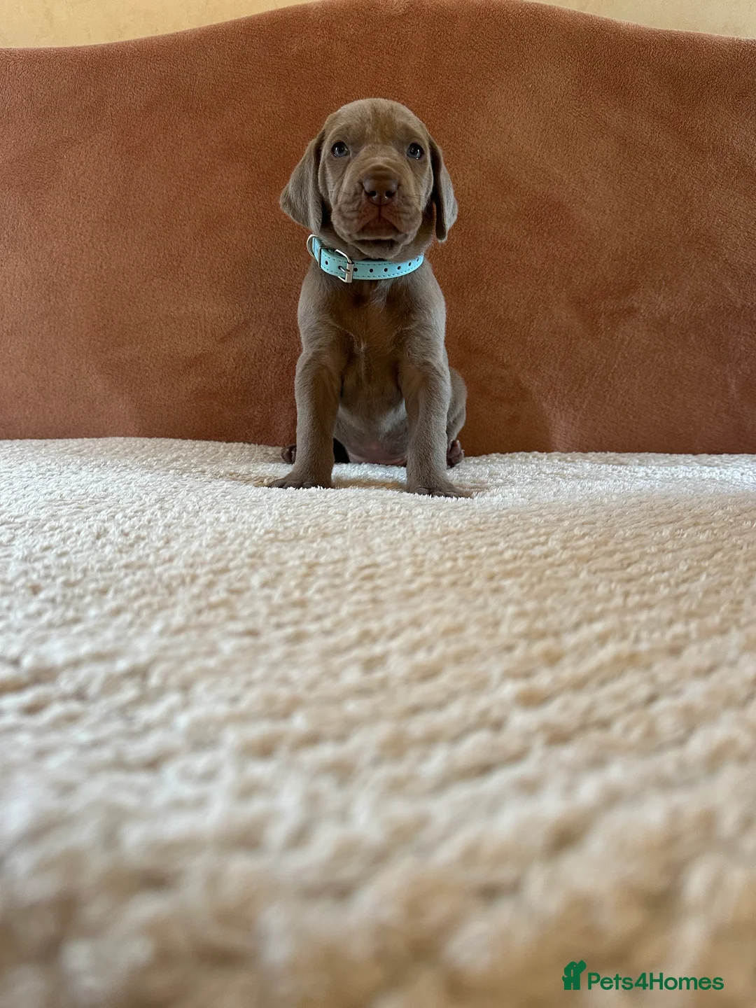 Mixed Breed dogs for sale: 1/9 F2 Weimador / Labmaraner  - Advert 25