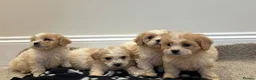 Cavapoo dogs for sale: Extensively health tested Cavapoo puppy’s  - Advert 14