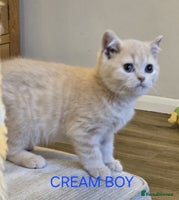 British Shorthair cats - Advert 3