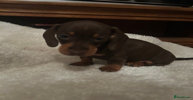 Miniature Dachshund dogs - Advert 3