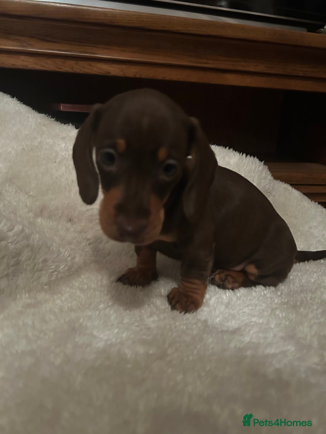 Miniature Dachshund dogs for sale: Miniature dachshund puppies  - Image 2