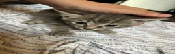 Mixed Breed cats for sale: 6 lovely kittens for adoption  - Advert 14