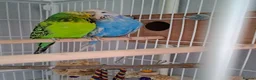 Cockatiels birds for sale: 2 Silly tame cockatiels proven show pair budgies  - Advert 2