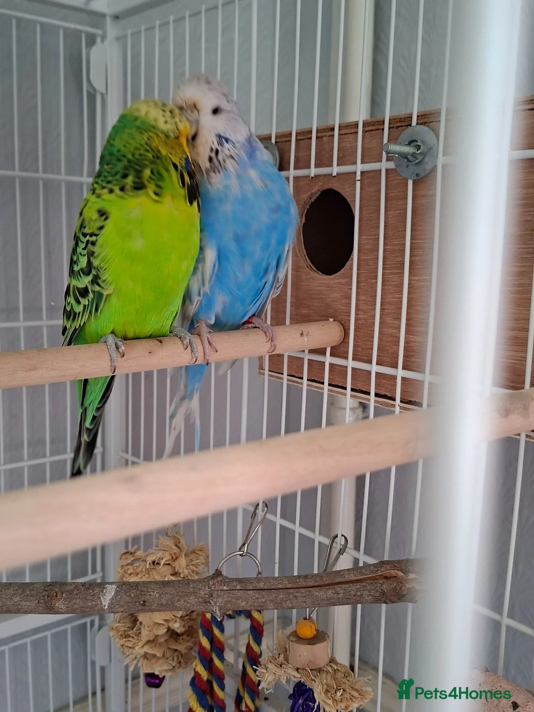 Cockatiels birds for sale: 2 Silly tame cockatiels proven show pair budgies  - Advert 2
