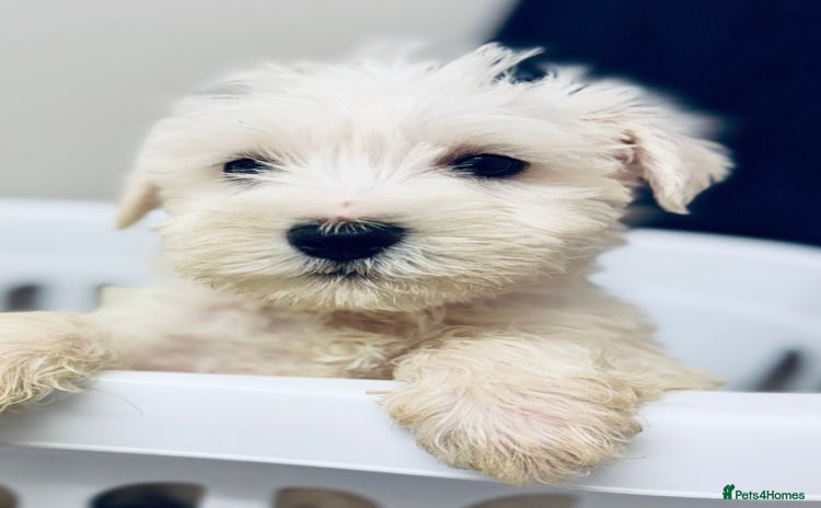 Miniature Schnauzer dogs - Advert 4