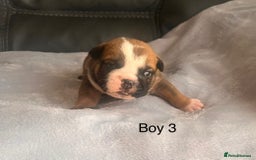 English Bulldog dogs for sale: Kc reg English bulldog puppies 🏴󠁧󠁢󠁥󠁮󠁧󠁿 - Image 9