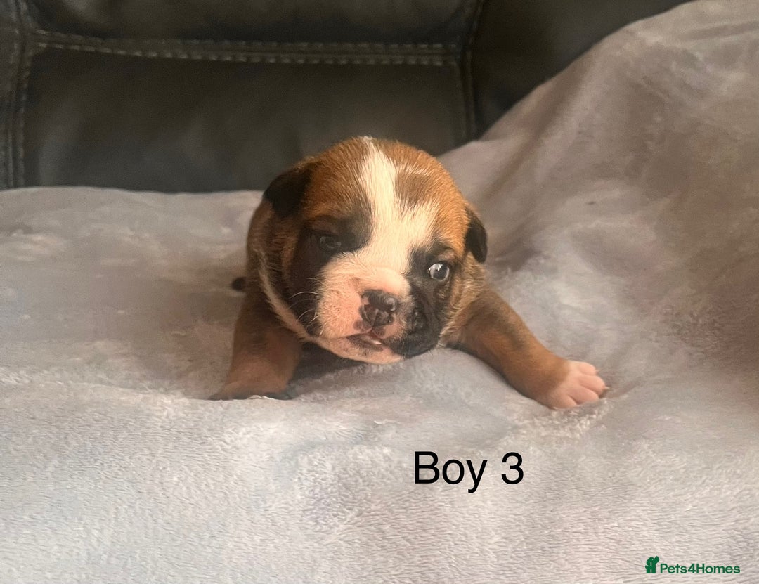 English Bulldog dogs for sale: Kc reg English bulldog puppies 🏴󠁧󠁢󠁥󠁮󠁧󠁿 - Image 9