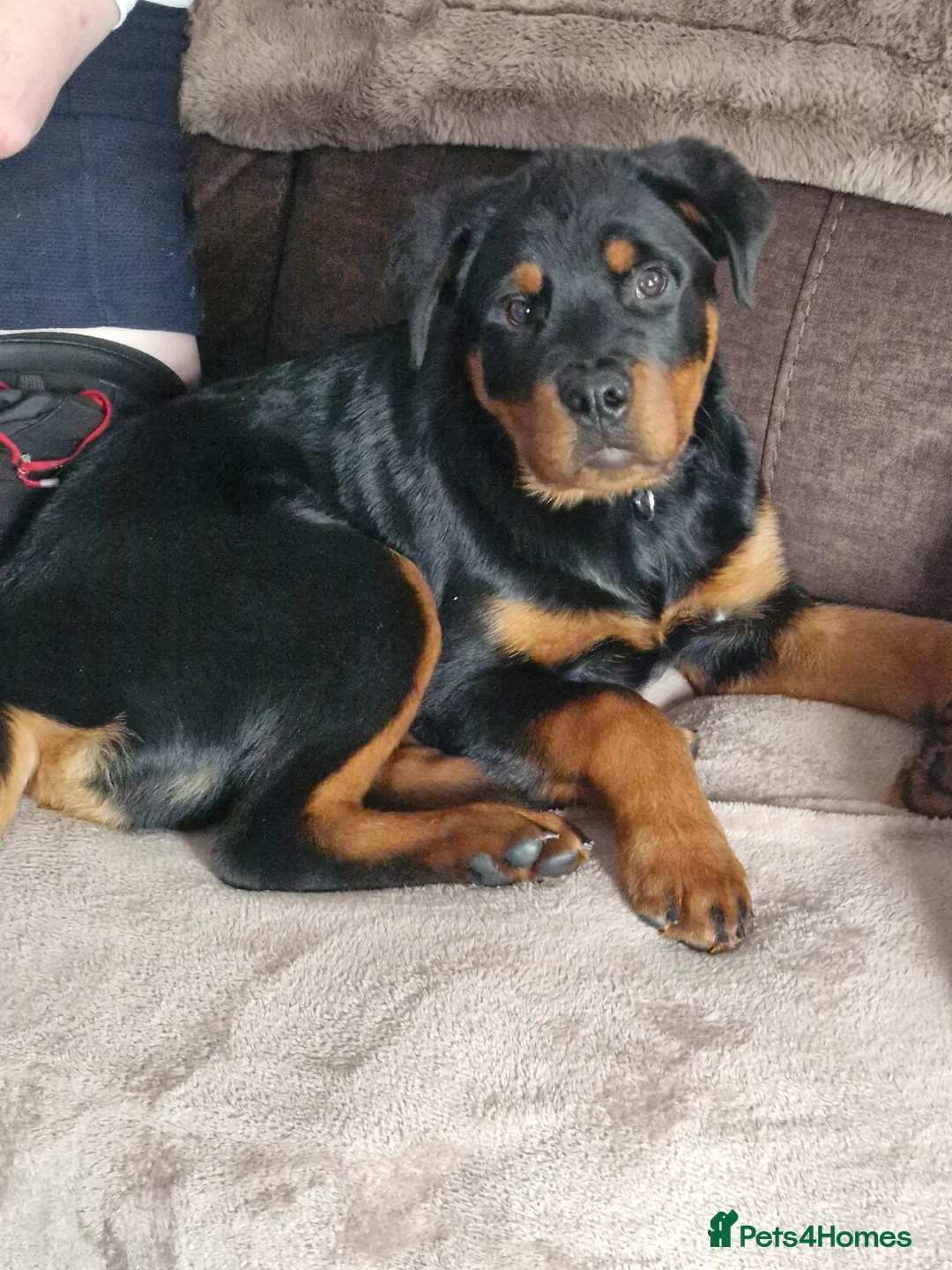 Rottweiler dogs for sale: Rottweiler puppy  in Aberdare - Advert 2
