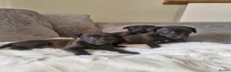 Mixed Breed dogs for sale: Beautiful Bedlington whippet puppies  - Advert 4