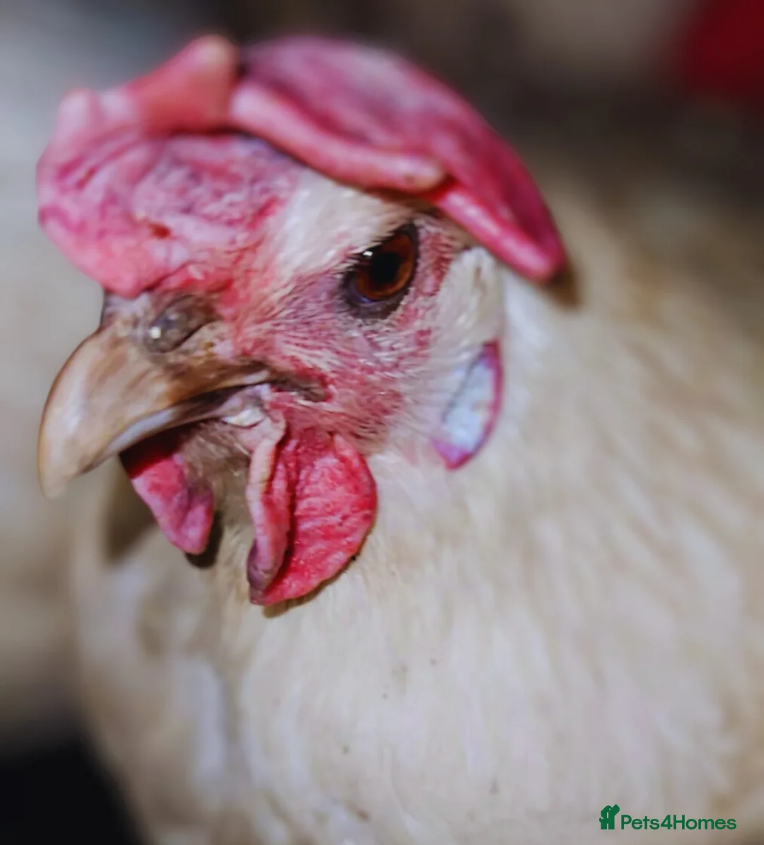 Hens poultry for sale: Hatching egg La Bresse pure breed DUAL purpose - Advert 6