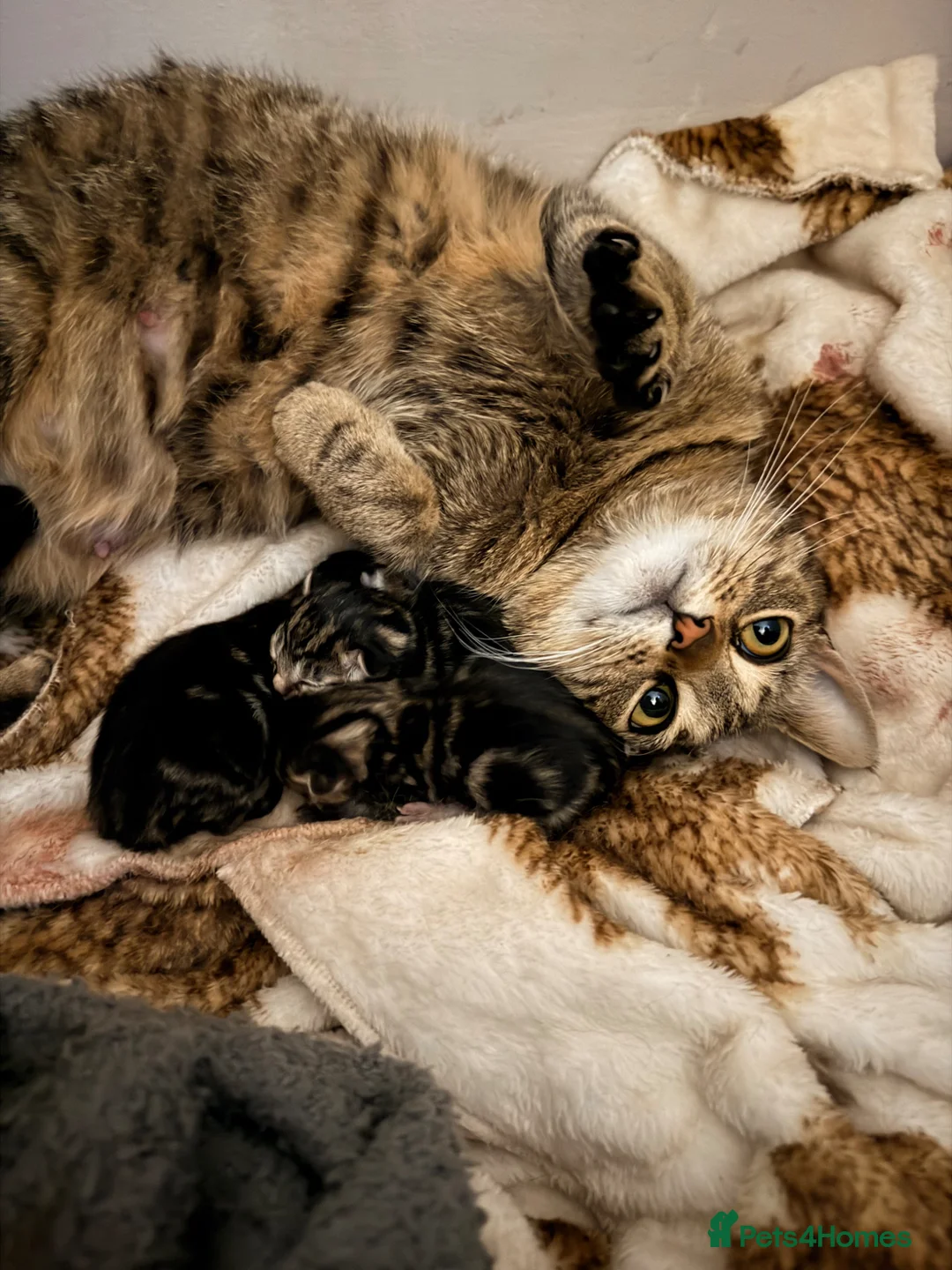 Domestic Shorthair cats for sale: Beautiful kittens  in Tadley - Advert 1