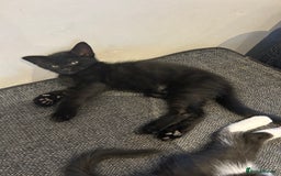 Mixed Breed cats for sale: 3 mixed breed kittens - Image 10
