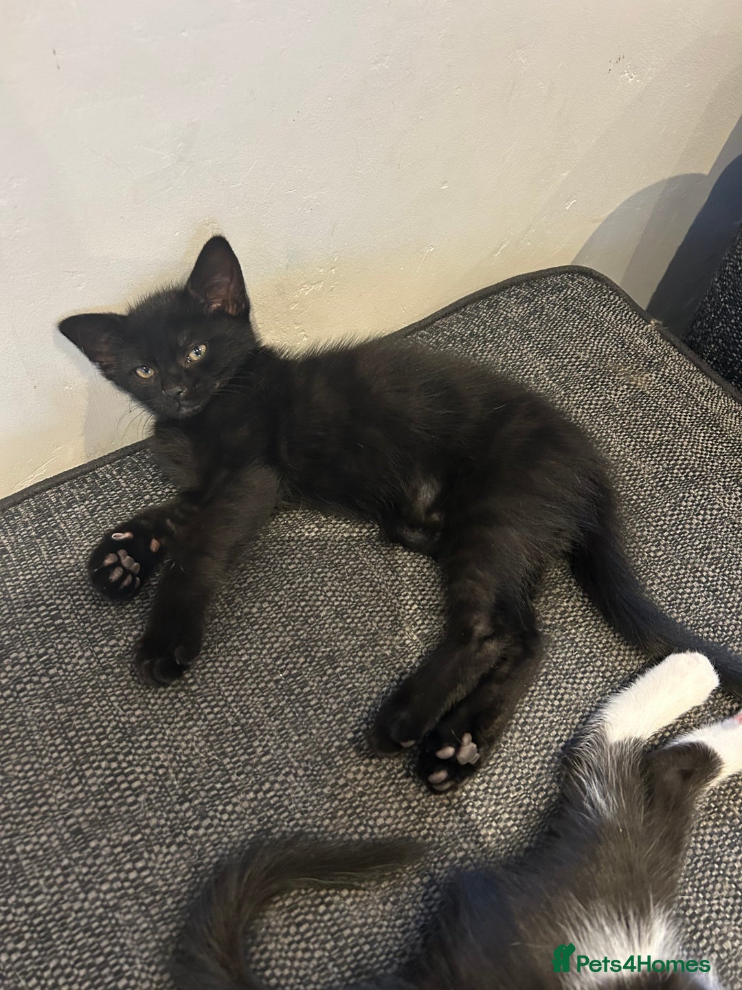 Mixed Breed cats for sale: 3 mixed breed kittens - Image 10