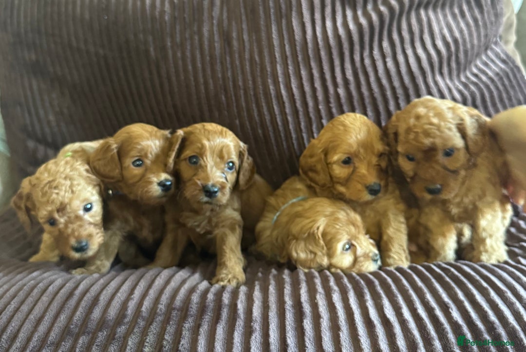 Cavapoo dogs for sale: Toy cavapoo  - Advert 4