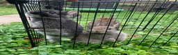 Netherland Dwarf rabbits for sale: Gorgeous Netherland Dwarf Rabbit - Advert 1