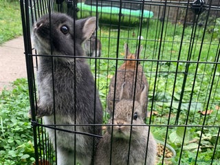 Netherland Dwarf rabbits Gorgeous Netherland Dwarf Rabbit - Advert 18