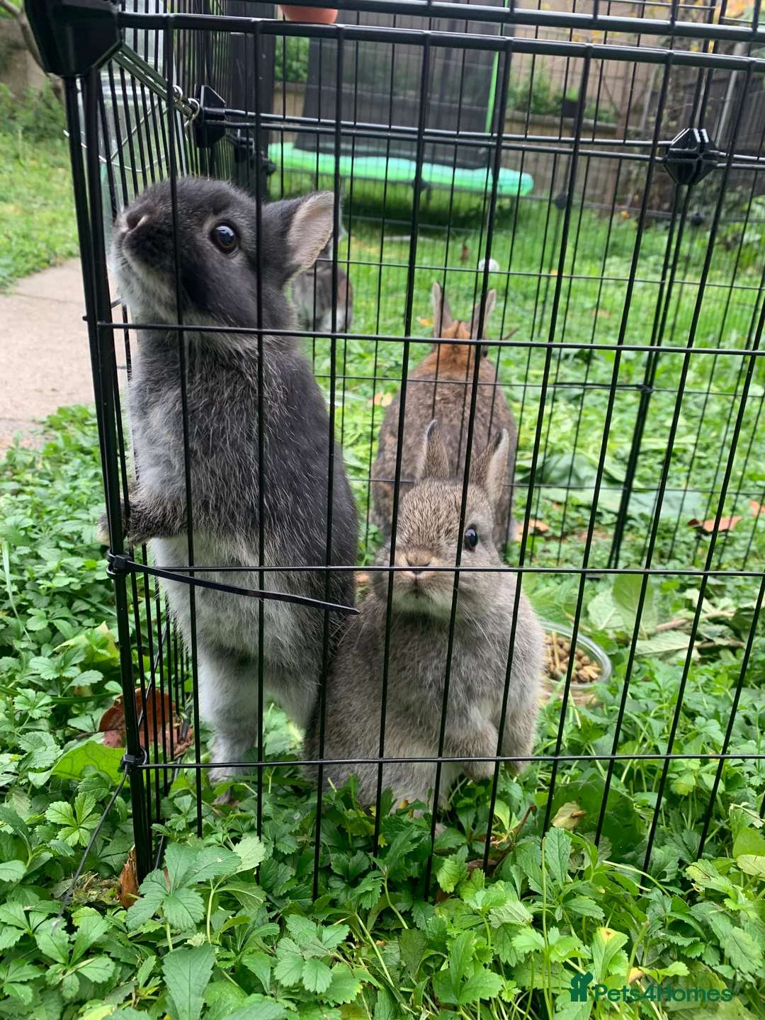 Netherland Dwarf rabbits for sale: Gorgeous Netherland Dwarf Rabbit x4 - Advert 1