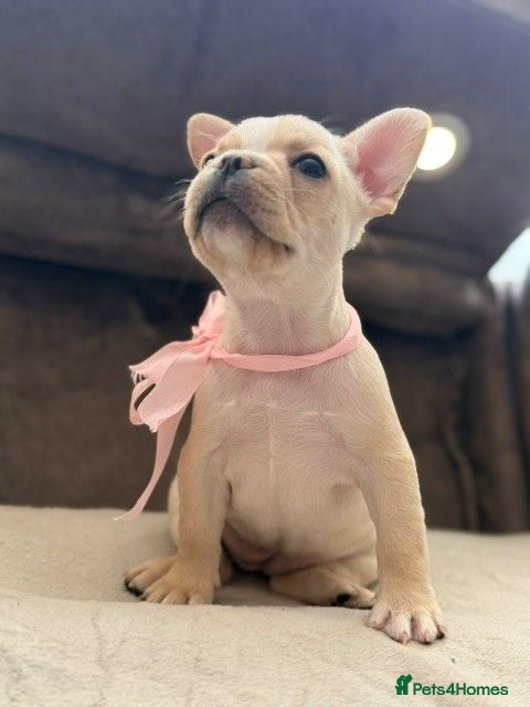 French Bulldog dogs Beautiful KC Reg French Bulldog Pups - Advert 18