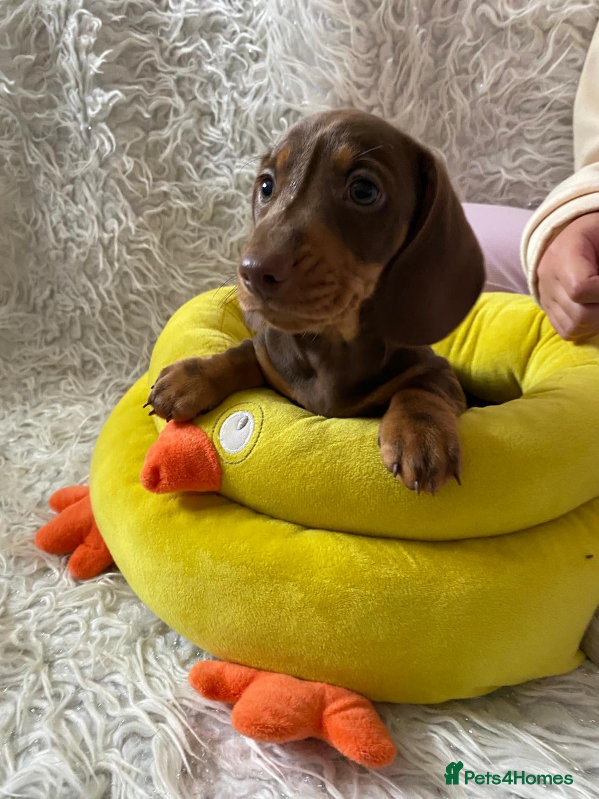 Dachshund dogs KC miniature smooth haired DNA tested dachshunds  - Advert 1