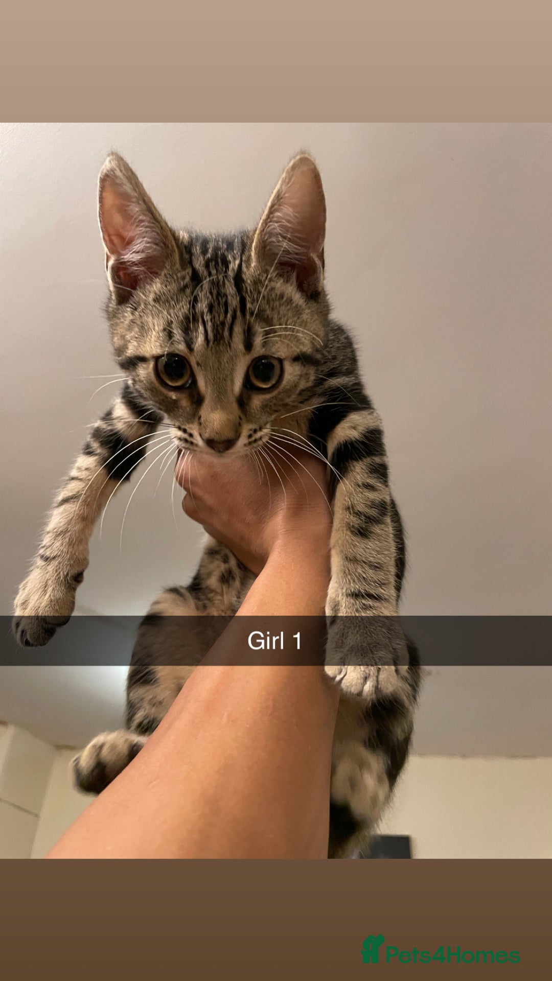 Mixed Breed cats for sale: KITTENS FOR SALE SOUTH LONDON - Advert 6