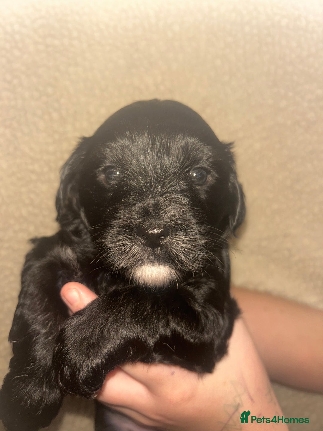 Mixed Breed dogs for sale: ‼️REDUCED 2 BEAUTIFUL YORKIPOO BOY READY NOW‼️  - Advert 22