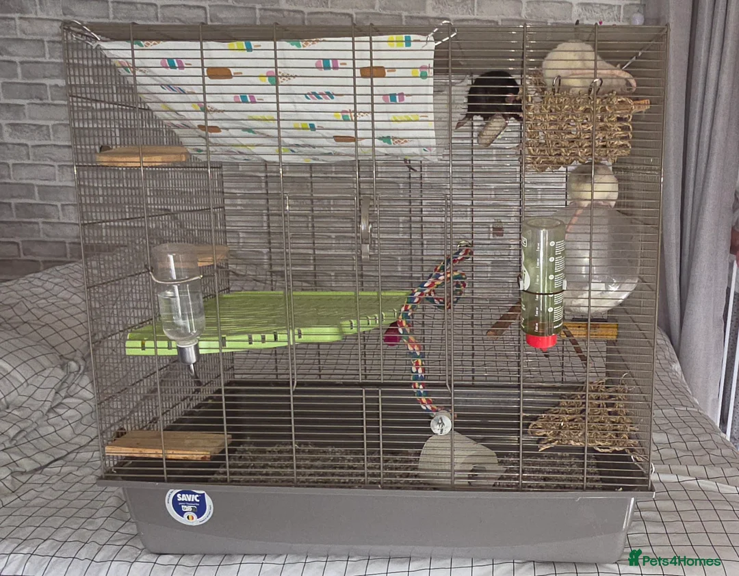 Rat rodents for sale: 3 Female rats - Advert 1