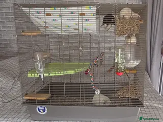 Rat rodents 3 Female rats - Advert 4