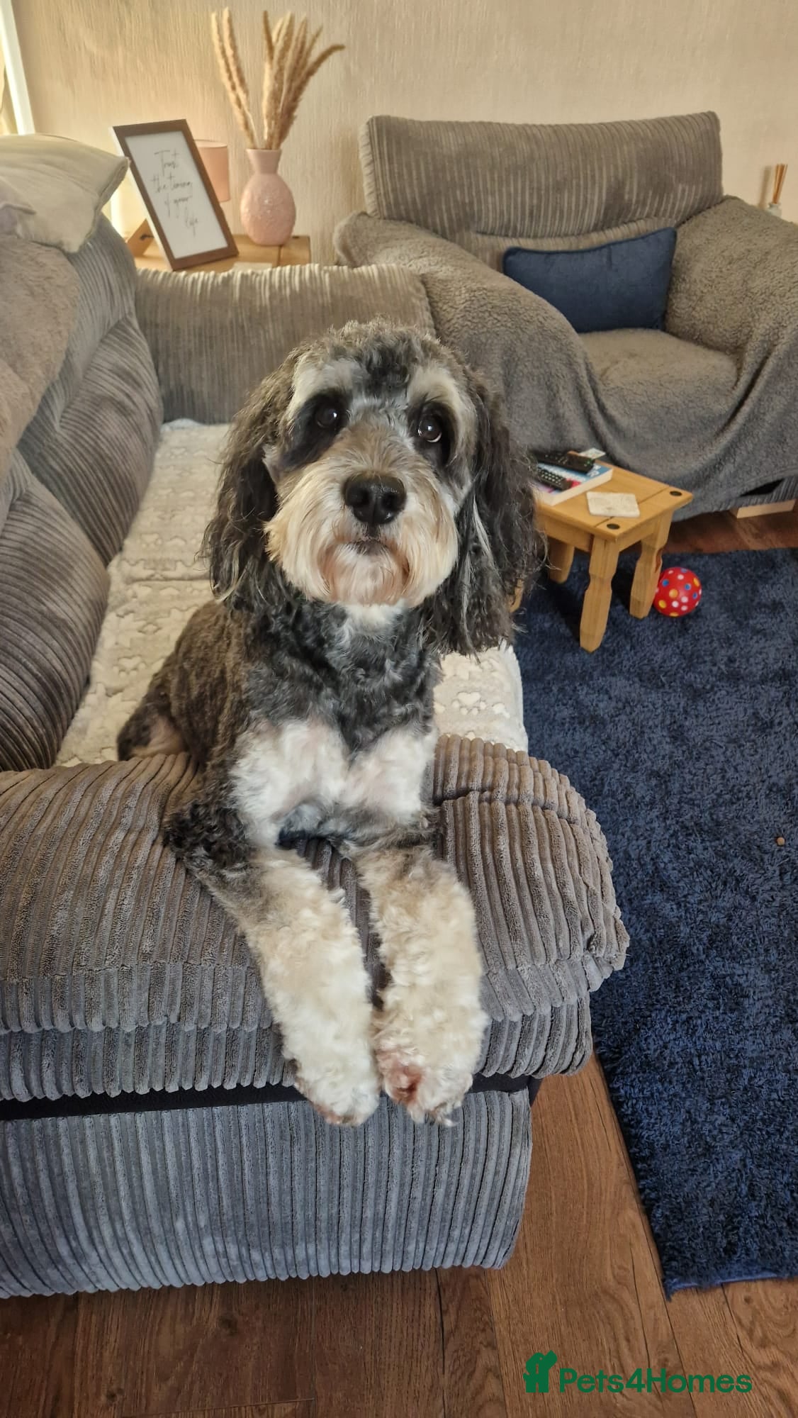 Cockapoo dogs PROVEN! PRA-PRCCD CLEAR! PHANTOM COCKAPOO STUD in Burnley - Advert 24