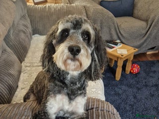 Cockapoo dogs for stud in Burnley - Advert 1