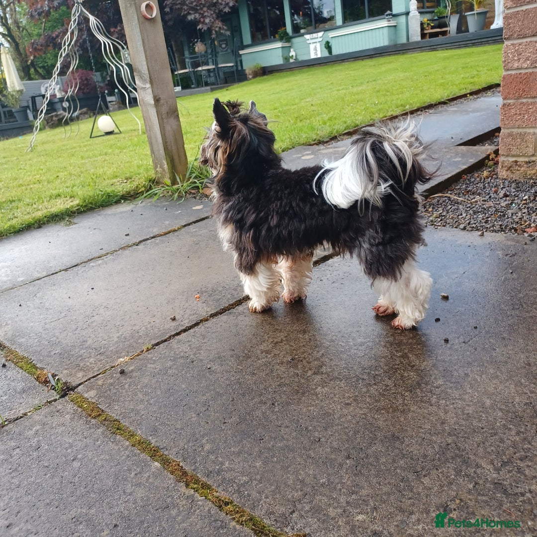 Yorkshire Terrier dogs for stud: Purebred BiewerTerrier/ColourfulYorkie Proven Stud in Merthyr Tydfil - Advert 6