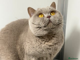 British Shorthair cats in Leeds - Advert 8