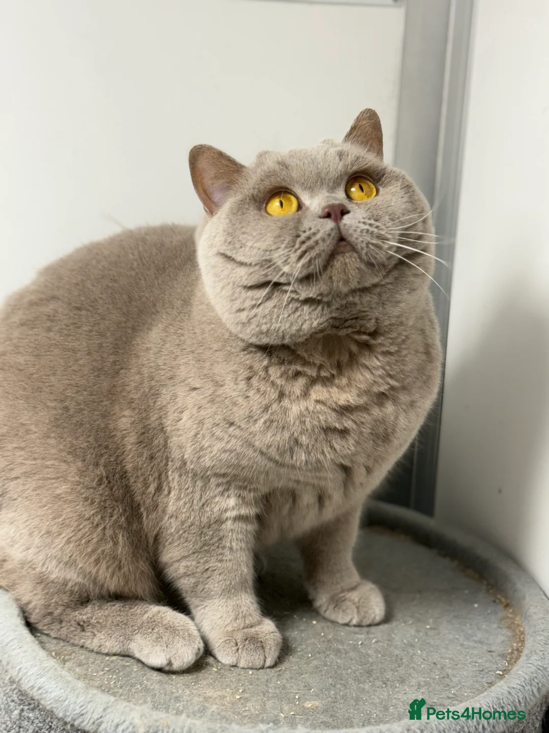 British Shorthair cats for stud: Gorgeous impgr Champion Bexivia Xavier blood B  in Leeds - Advert 4