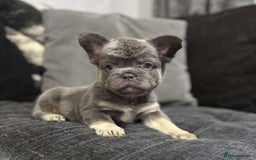 French Bulldog dogs for sale: High Quality French Bulldog Puppies  - Image 9