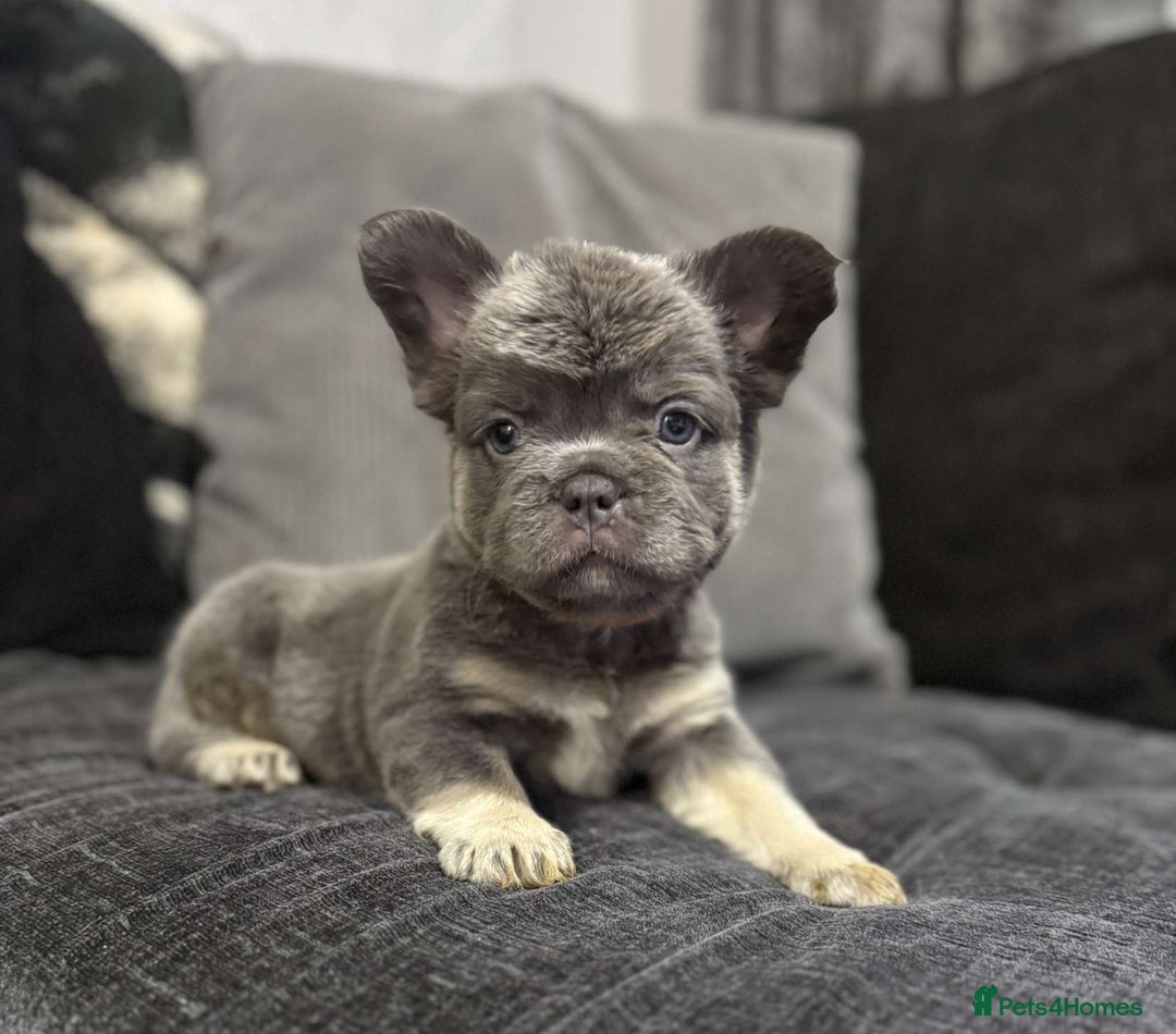 French Bulldog dogs for sale: High Quality French Bulldog Puppies  - Image 9