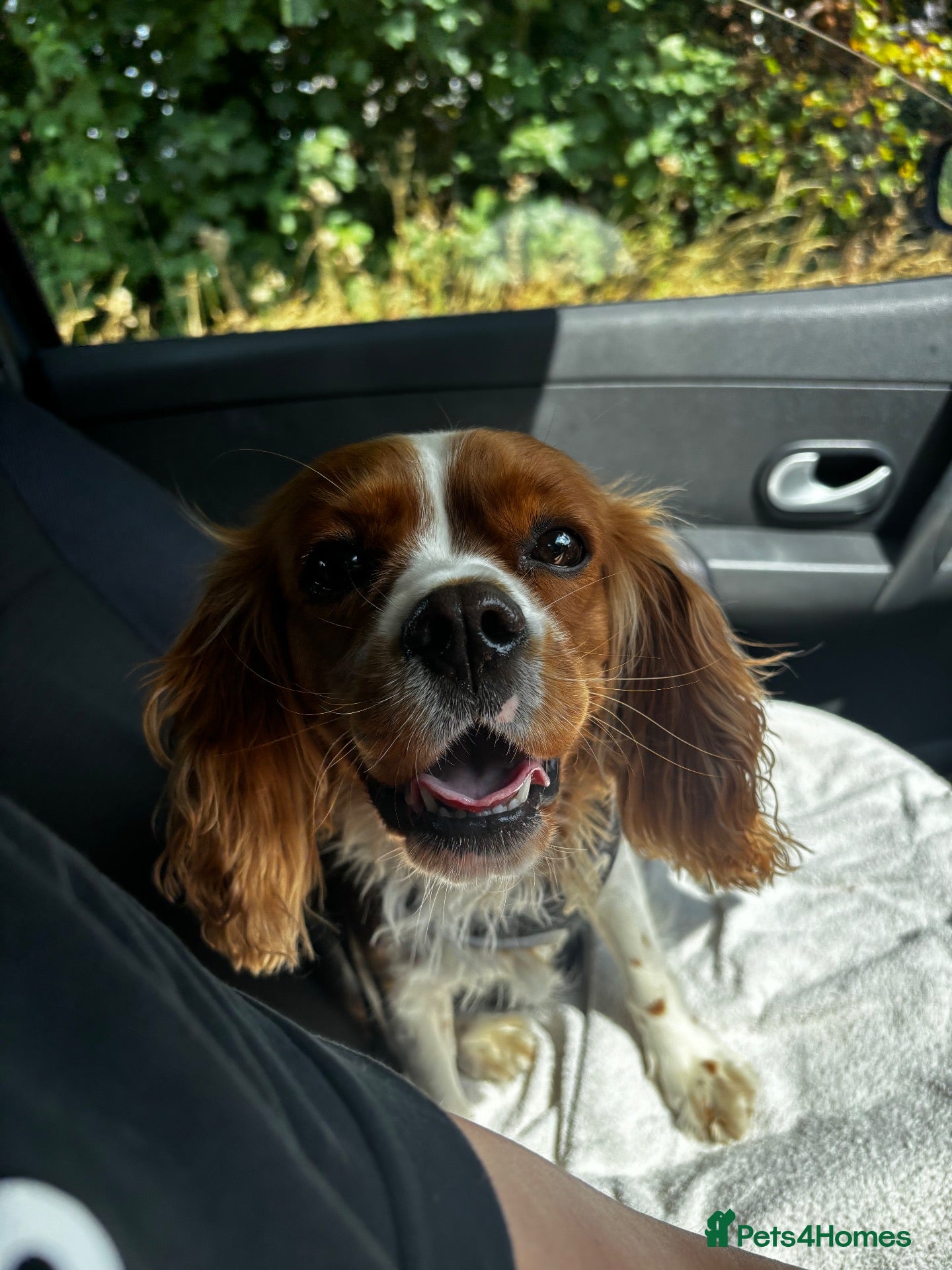 Cavapoo dogs for sale: Rare Merle F1b Cavapoo - Advert 2