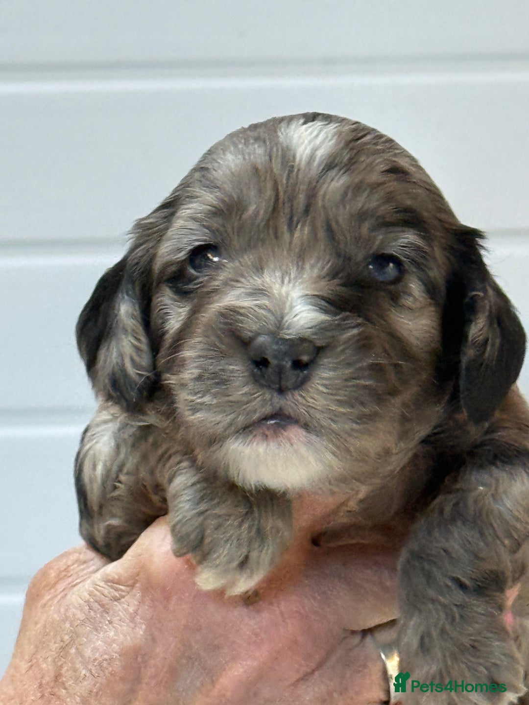 Cockapoo dogs for sale: Stunning F1B Cockapoos  - Advert 10