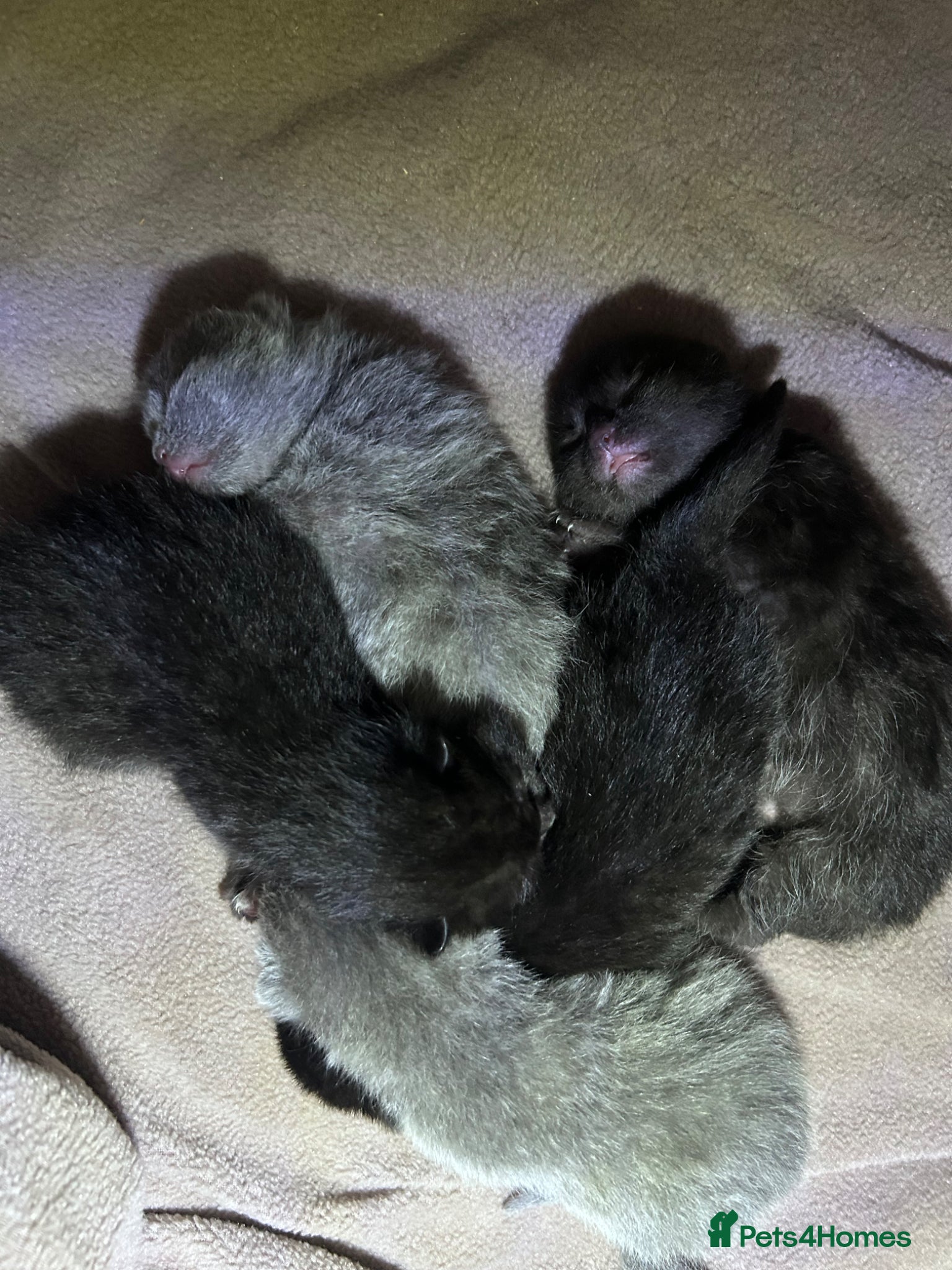 British Shorthair cats for sale: 5 British shorthair kittens  - Advert 28