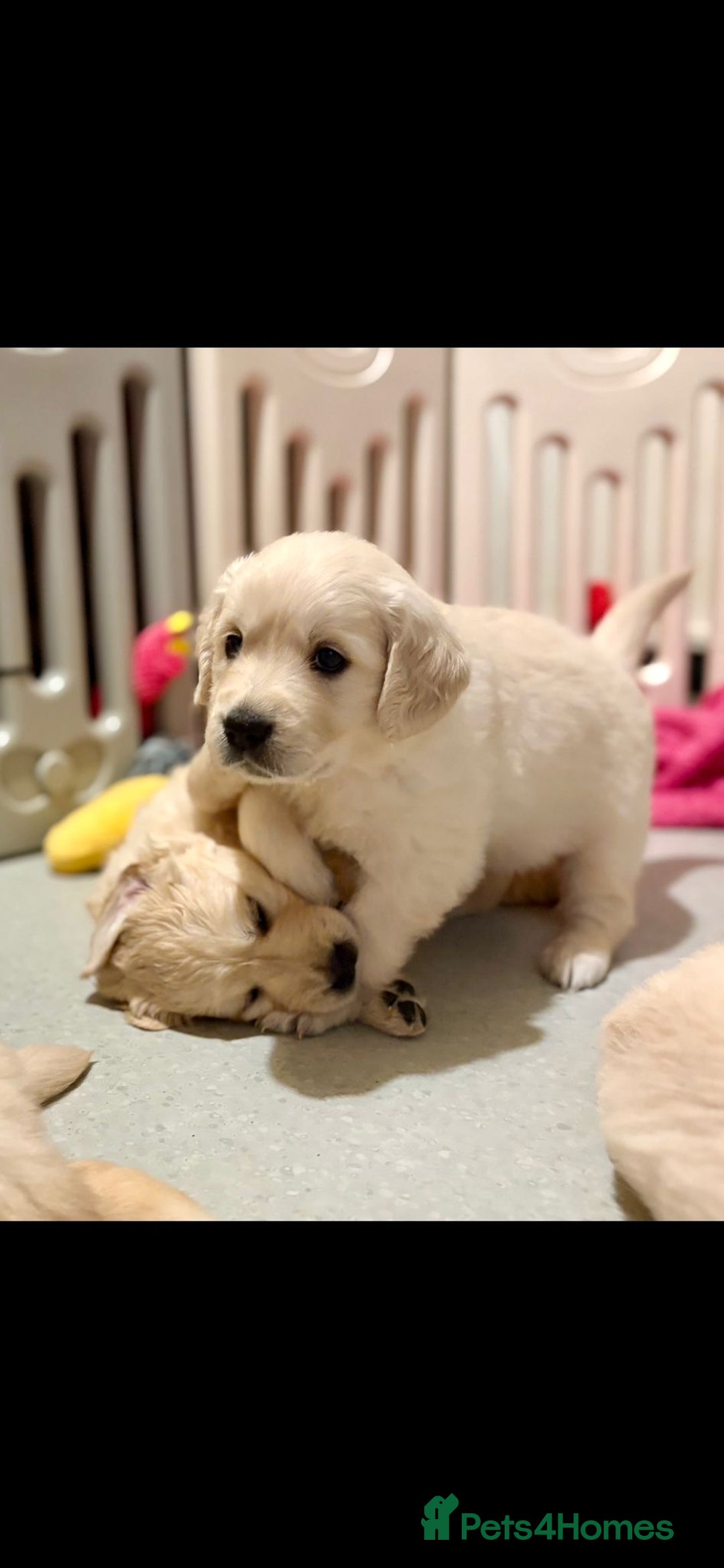 Golden Retriever dogs for sale: Golden Retrievers, Stunning Litter , Certificates  - Advert 11