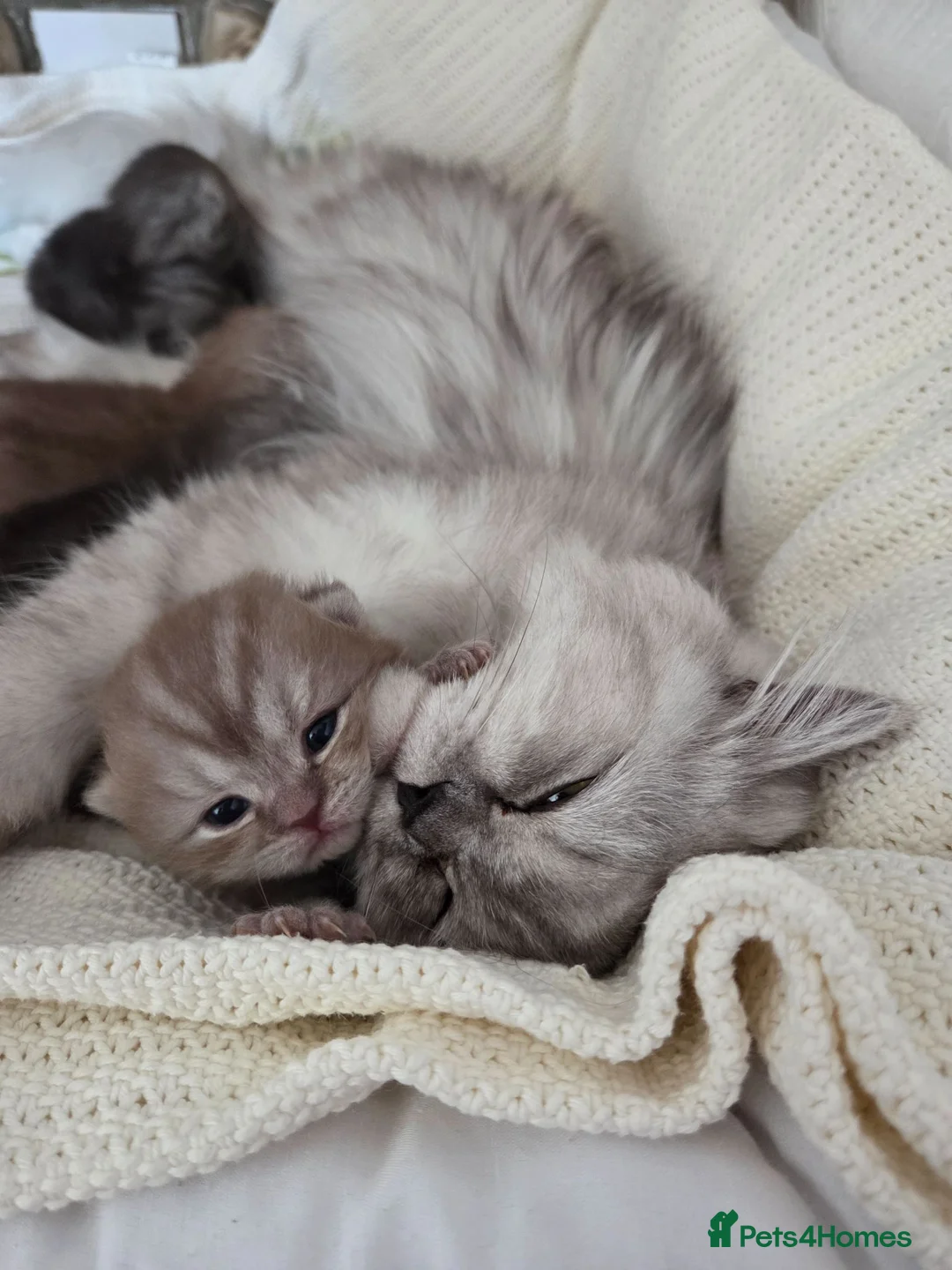 British Longhair cats for sale: Beautifull Kittens for sale. - Advert 6