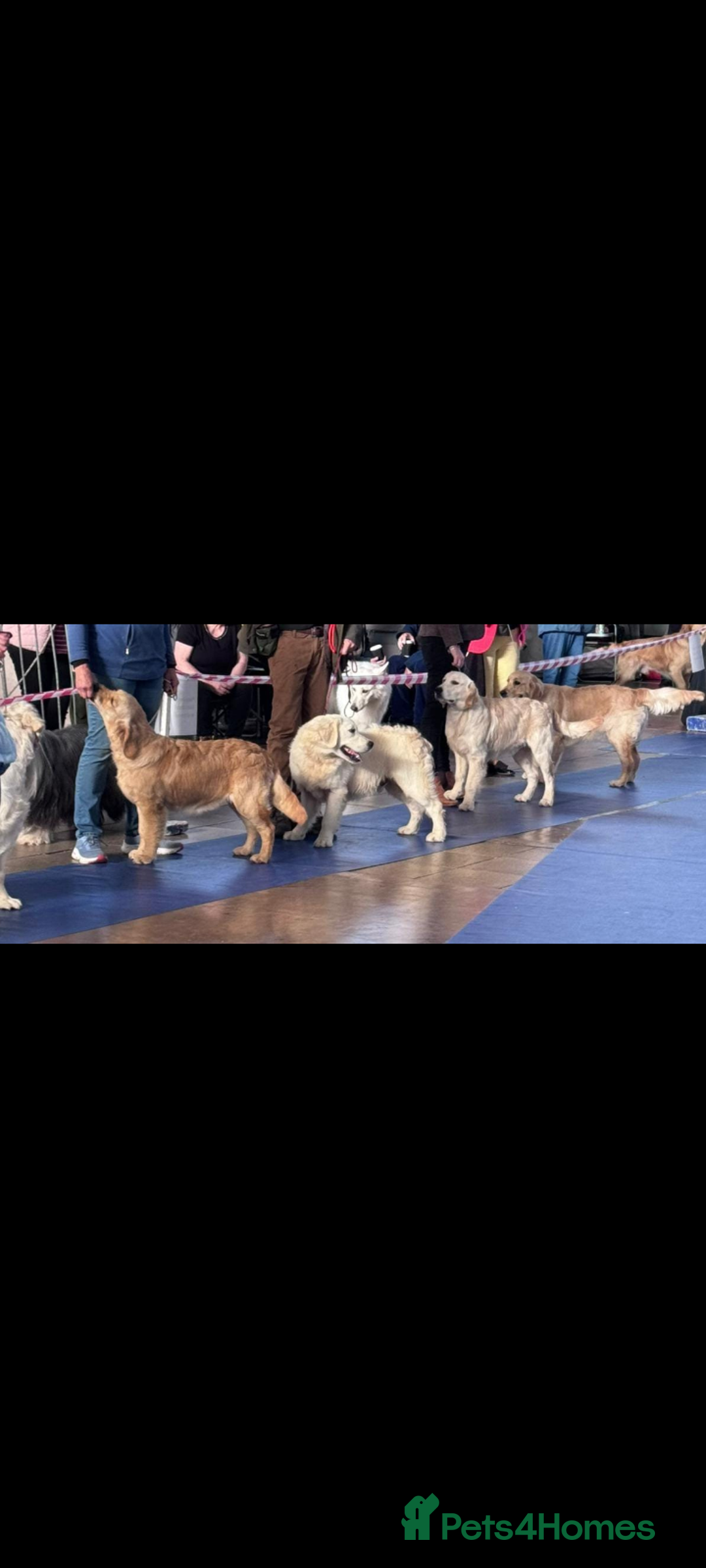 Golden Retriever dogs for sale: KC Registered 10 month old Male golden retriever  - Advert 4