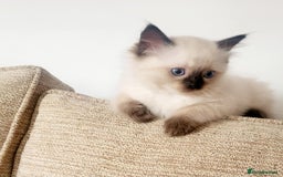 Ragdoll cats for sale: Gorgeous Ragdoll Kittens in Wednesbury - Image 2